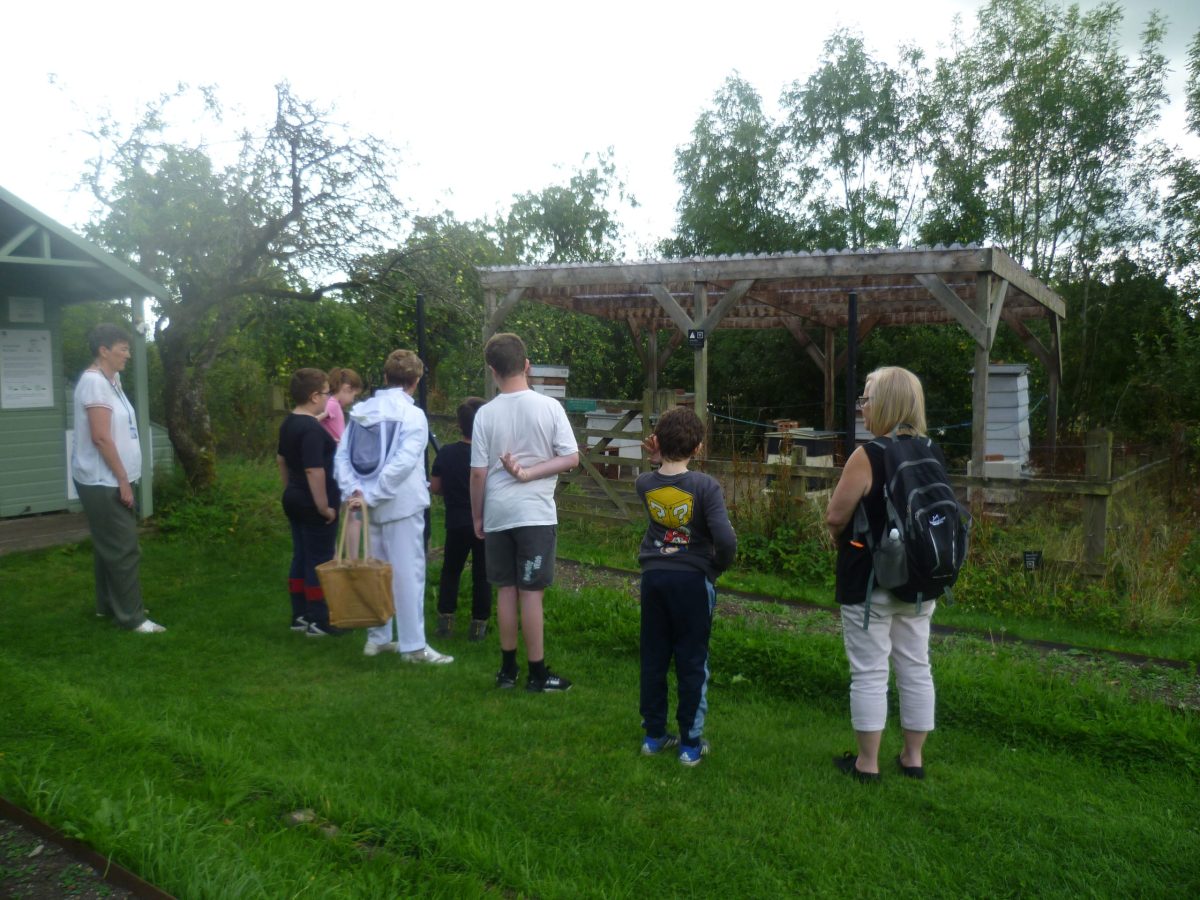 Looking at the apiary
